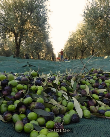Freshly harvested olives on the net