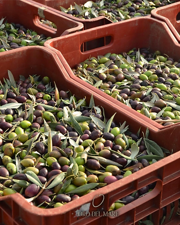 Crates filled with harvested olives