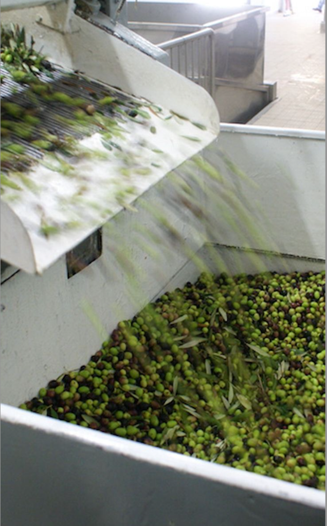 Olives being processed at the mill