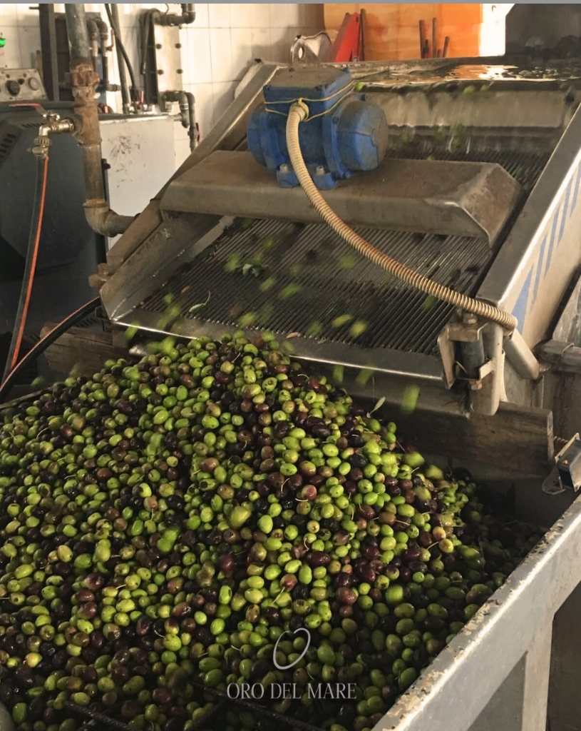 Olives on the vibrating sorting grate