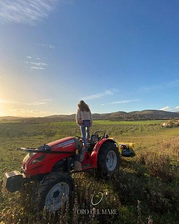 Tractor at sunset in the olive grove