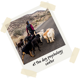 at the dog psychology center