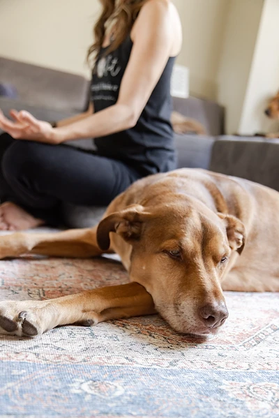 Dog Walking Meditations