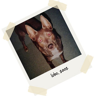 lobo, 2002