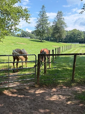 Farm Gate and Wire Line