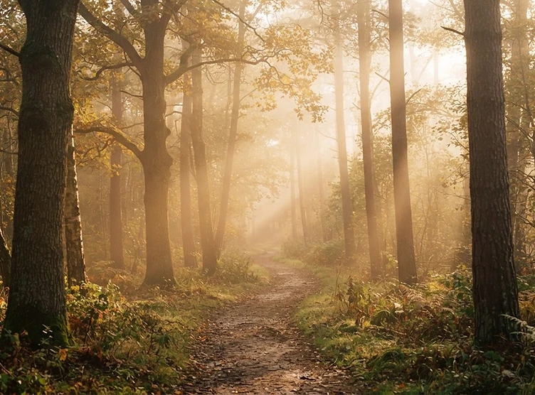 Zonnig pad door het bos