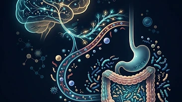 Scientific illustration of the gut-brain axis and systemic inflammation.