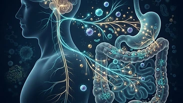 Scientific illustration of the gut-brain axis and systemic inflammation.