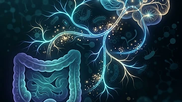 Scientific illustration of the gut-brain axis and systemic inflammation.