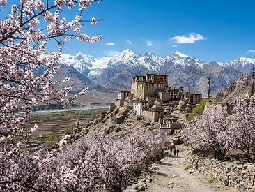 Apricot Blossom Getaway — Ladakh curated group trip with Come Along Travels