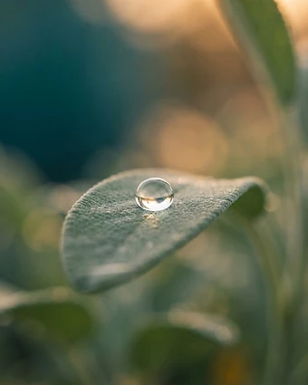 Macro fine-art image representing pcos & women's hormones — harmony, reclaimed.