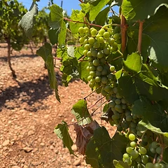 Peret (Fallen Grapes) 1