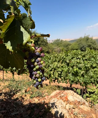 Peret (Fallen Grapes)
