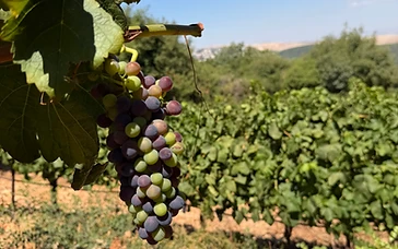 Peret (Fallen Grapes)