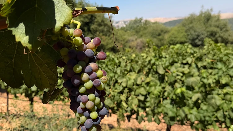 Peret (Fallen Grapes)