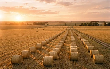 Henificación de alfalfa: cómo hacer heno sin perder la hoja