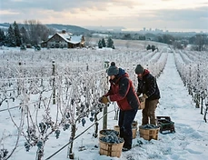 Ice Wine Harvest: A Weekend Itinerary for Niagara-on-the-Lake in January