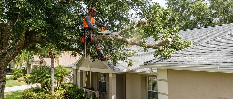 Tree Trimming for DeBary Properties by True Outdoors LLC in DeBary Florida