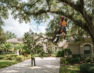 Professional branch trimming for driveway clearance