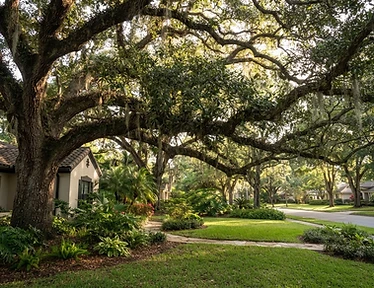 Professionally maintained Florida oak canopy