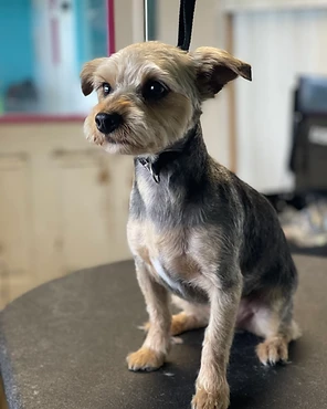 A neatly trimmed terrier on a grooming table