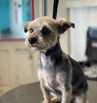 A small groomed terrier sitting on a grooming table