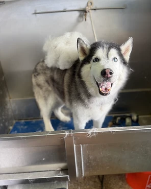 A husky in a grooming tub with a clump of shed fur on its back