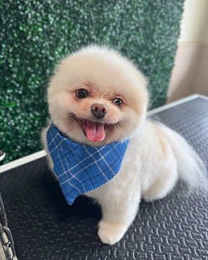 A white Pomeranian in a blue plaid bandana on a grooming table