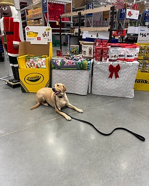 A yellow Labrador resting by holiday displays in a store