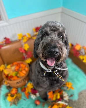 A curly doodle in a bow tie sitting among autumn decorations
