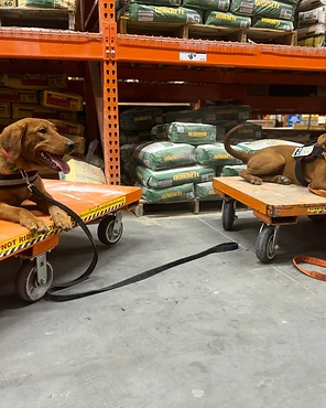Two service dogs on carts in a home improvement store