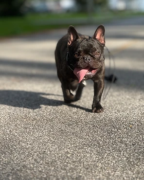 A brindle French Bulldog walking along a road
