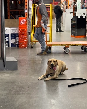 A yellow Labrador resting on a store floor