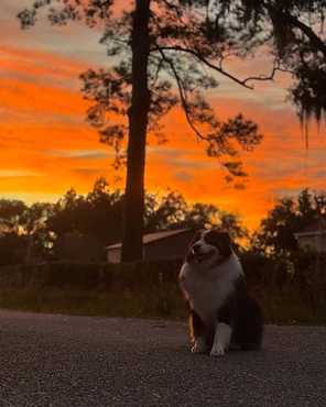 An Australian Shepherd sitting outdoors at sunset