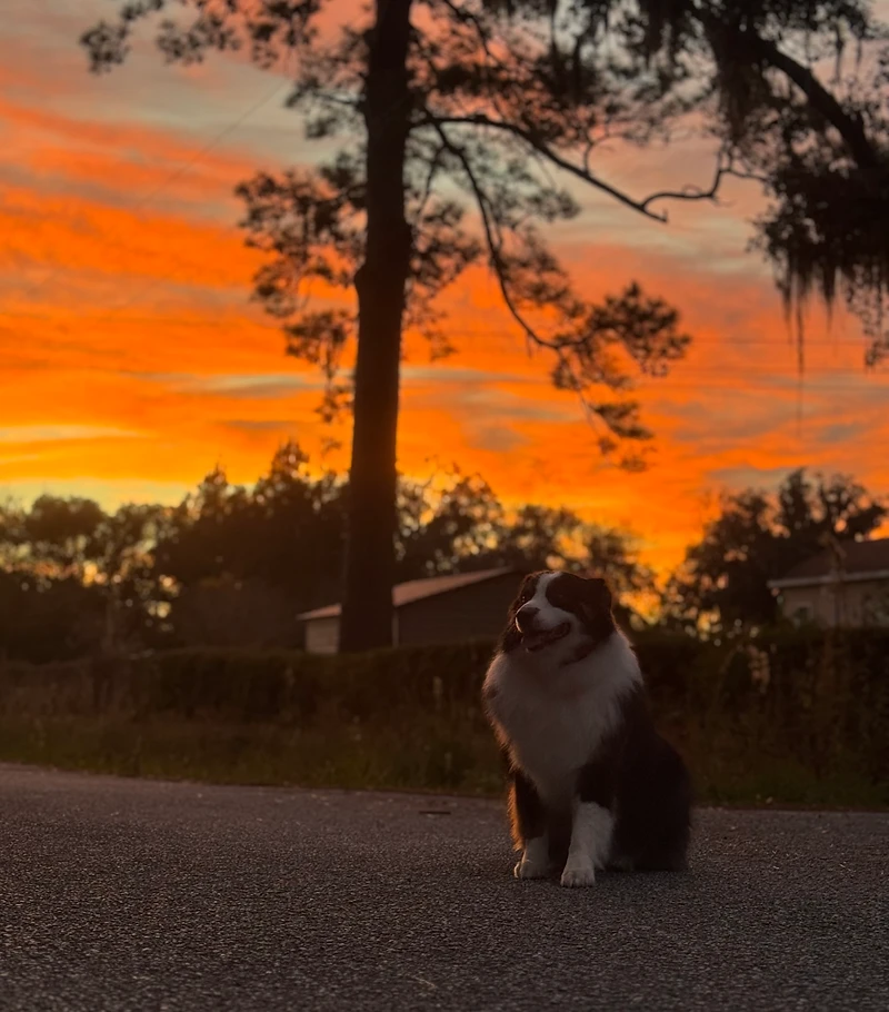 An Australian Shepherd sitting on a road at sunset