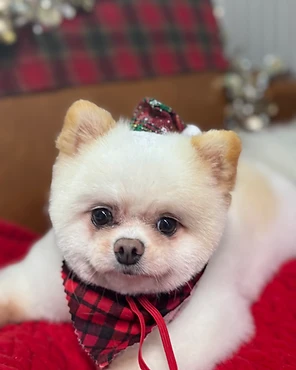 A white Pomeranian in a buffalo plaid bandana and party hat