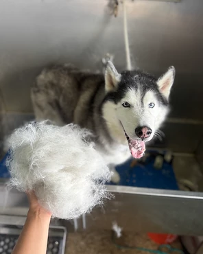 A husky in a grooming tub as a handful of undercoat is combed out