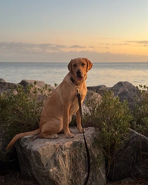 A light brown Labrador on a weathered rock at sunset