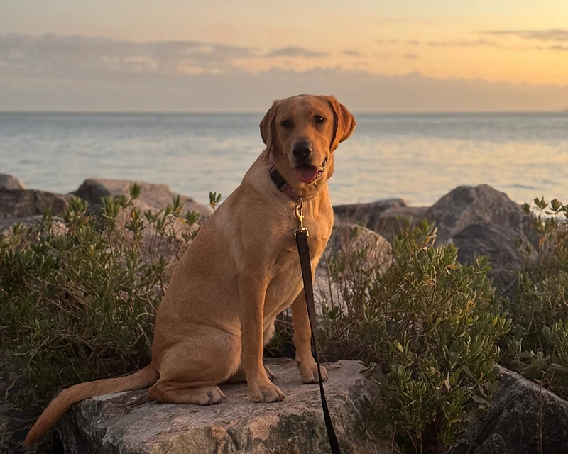 A light brown Labrador sitting on a coastal rock at golden hour