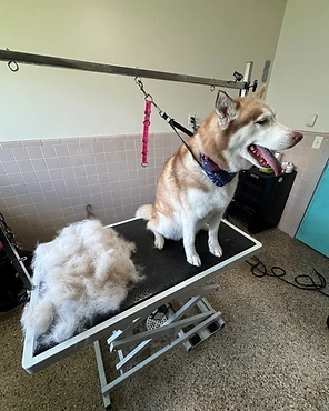 A husky on a grooming table beside a pile of brushed-out coat
