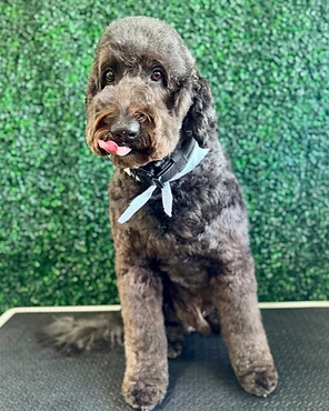 A dark curly-coated dog in a blue bandana on a grooming table