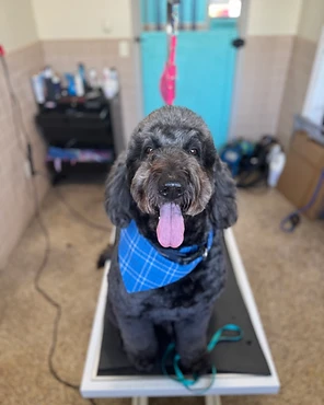 A curly-coated black dog in a plaid bandana on a grooming table