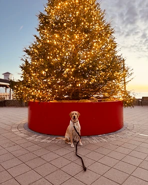 A yellow Labrador sitting before a lit Christmas tree