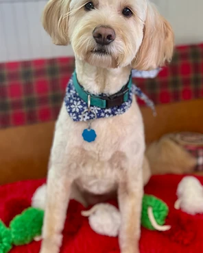 A cream curly-coated dog in a blue bandana on a red blanket