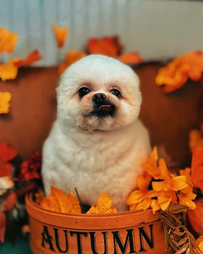 A white Pomeranian sitting in an autumn basket among fall leaves