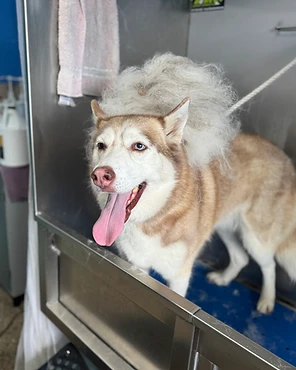 A husky in a grooming tub as its winter coat is brushed out