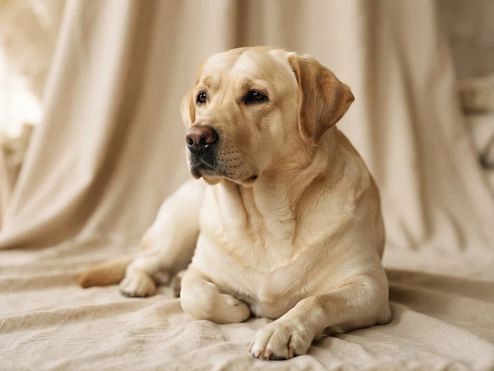 Freshly groomed Labrador with a glossy coat in soft ivory light
