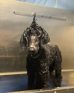 A black Poodle in a grooming tub after a bath