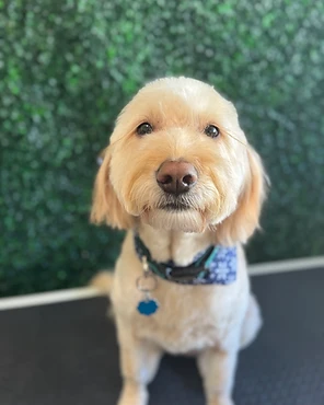 A cream doodle in a blue collar on a grooming table