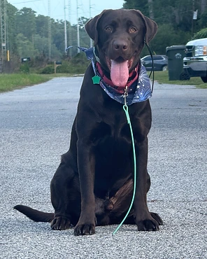 A dark brown Labrador sitting on a gravel path in a blue bandana